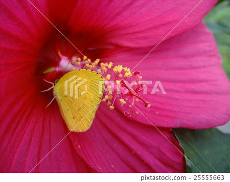 北鶲 北鶲 25555663