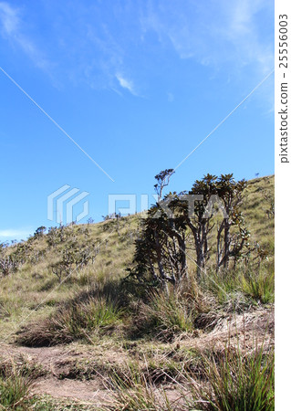 Houghton Plains National Park 25556003