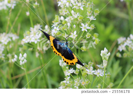 Mushrooms that suck nectar flower nectar 25556178
