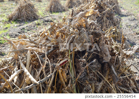 紅豆太陽烘乾 25556454