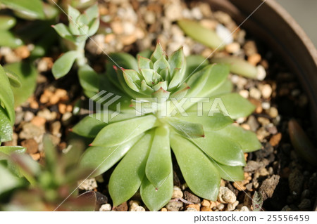 Ekebelia / Prelinse Ekebelia / Prelinse 25556459
