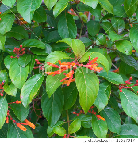 Scarlet bush tree, Hamelia patens, Selective focus Scarlet bush tree, Hamelia patens, Selective focus 25557017