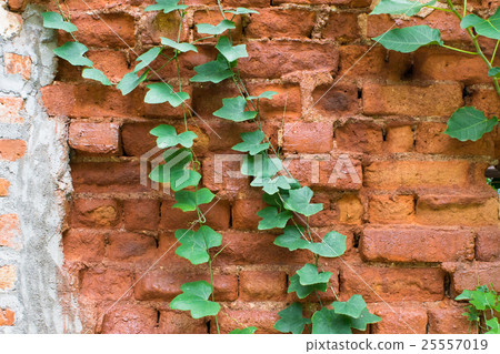 Ivy gourd leaves on brown brick wall Ivy gourd leaves on brown brick wall 25557019