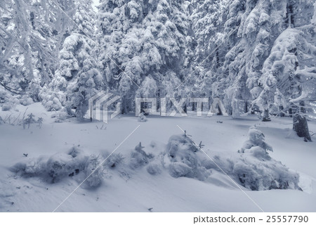 landscape 25557790