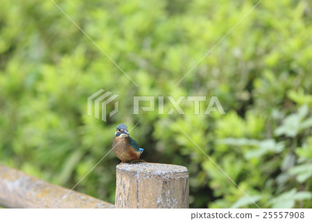 翠鳥堅持一本書 25557908