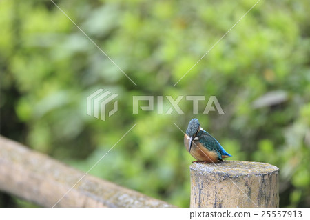 Kingfisher that sticks to a book 25557913