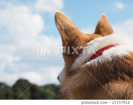 Look at the dog sky and think. Look at the dog sky and think. 25557918