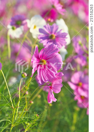 Cosmos field of Lake Biwa Cosmos field of Lake Biwa 25558263