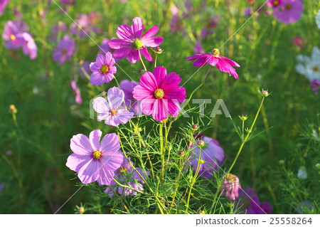 Cosmos field of Lake Biwa Cosmos field of Lake Biwa 25558264