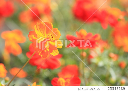 Kibana cosmos flower Kibana cosmos flower 25558289