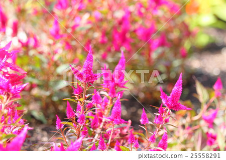 Keito的花 25558291
