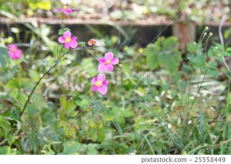 Shuigayuki花 25558449