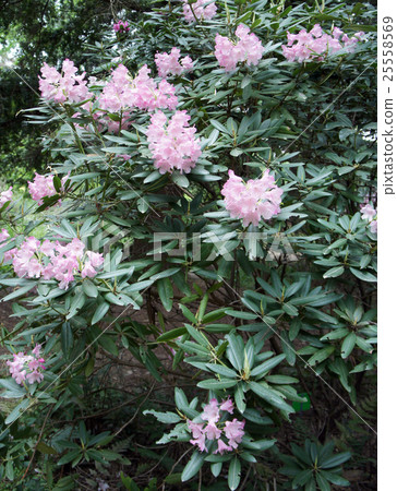 Rhododendron Rhododendron 25558569