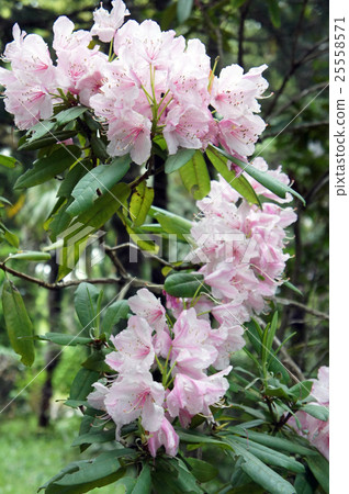 Rhododendron Rhododendron 25558571