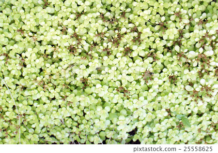 Sedum多汁植物 Sedum多汁植物 25558625