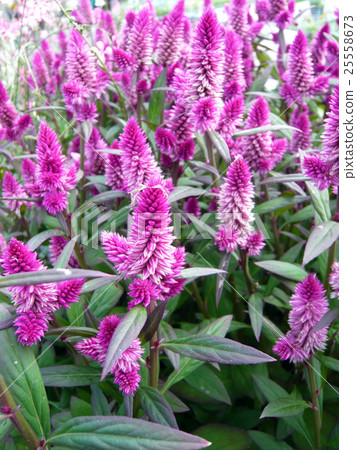 Seroshia Seroshia 25558673