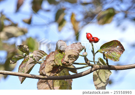 Dogwood fruit Dogwood fruit 25558993