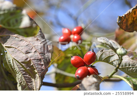  Dogwood fruit 25558994
