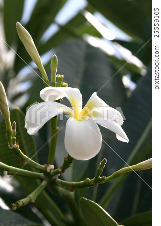 花雞蛋花 25559105