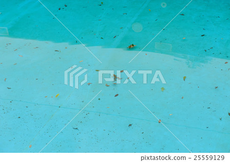 Frog swimming in the pool 25559129