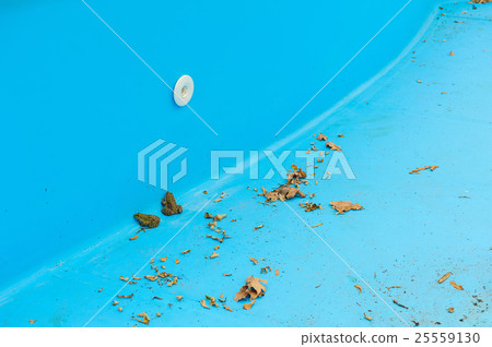 Frogs in swimming pool Frogs in swimming pool 25559130
