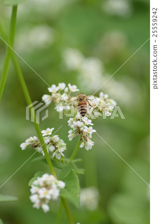 在蜂和蕎麥麵花蕎麥蜂自然蜂蜜昆蟲白花秋天旁邊的花 25559242