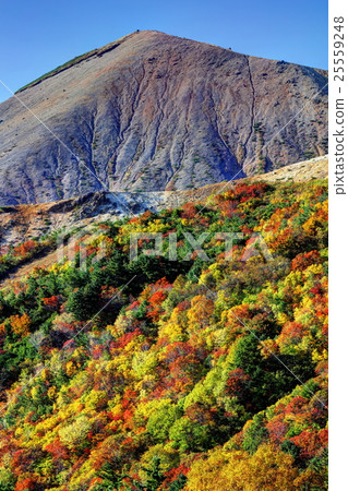 Azuma Tengu庭院秋葉 25559248