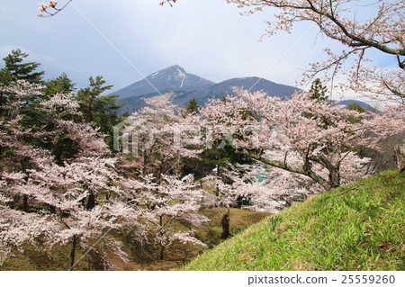 Cherry blossoms at Kamegaguchi Park 25559260