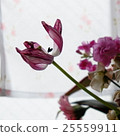 Wilted window side tulip etc. Aged image square 25559911
