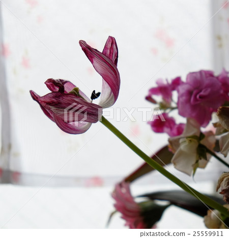 Wilted window side tulip etc. Aged image square Wilted window side tulip etc. Aged image square 25559911