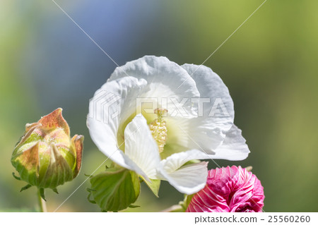 Sweet fish Sweet fish 25560260