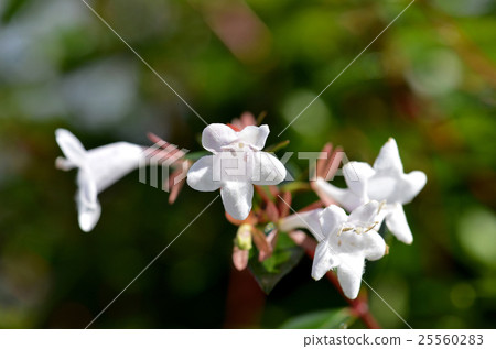 Hana Sono Tsukubane Hutsugi (Hanazono Impinguki Tane) Hana Sono Tsukubane Hutsugi (Hanazono Impinguki Tane) 25560283