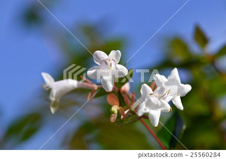 Hana Sono Tsukubane Hutsugi (Hanazono Impinguki Tane) Hana Sono Tsukubane Hutsugi (Hanazono Impinguki Tane) 25560284