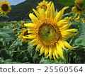 sunflower	 25560564