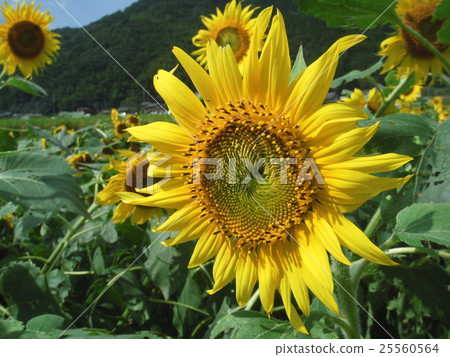 sunflower sunflower 25560564