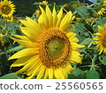 sunflower	 25560565