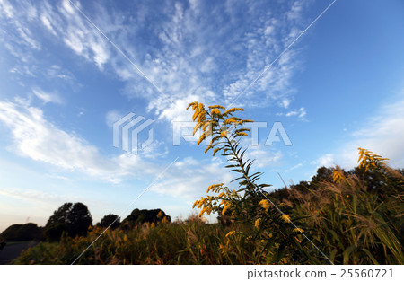 Autumn sky at Seita Kawadachi Sou 25560721