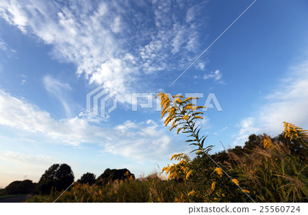 Seita Kawadachi看到了秋天的雲 Seita Kawadachi看到了秋天的雲 25560724