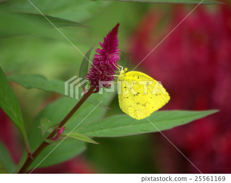 Ghosts要浸泡Caite 25561169