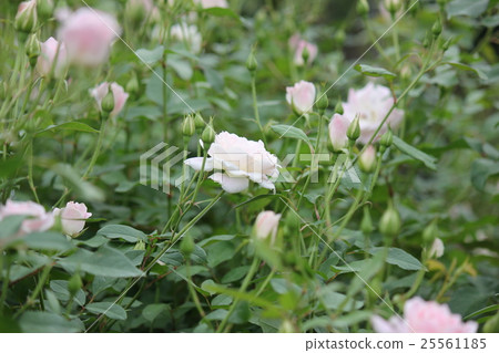 Autumn roses 25561185