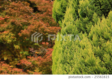 Fall. Autumn at Yasehieizanguchi Fall. Autumn at Yasehieizanguchi 25561615
