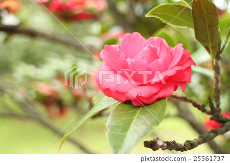 Megumi Makoto Beppu Grand Camellia japonica 'Beniguruma' 25561737