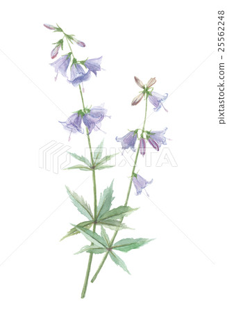 Bells Carrots carpet carrots 25562248