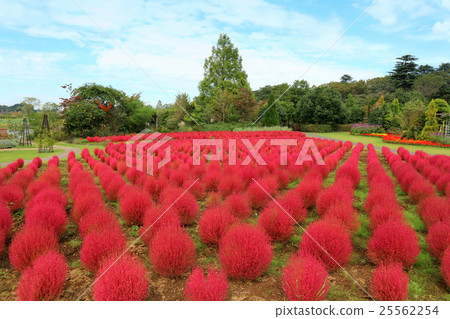 Shimizu Park Flowers of Fantasia Autumn leaves of Kokia (October) Chiba prefecture Noda city 25562254