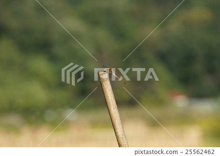A dragonfly that rests at the tip of a rice paddy after rice harvesting 25562462