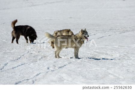 Siberian Husky in snow Siberian Husky in snow 25562630