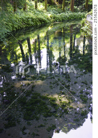 A representative Shirakawa water source in the southern foot of the Aso caldera volcano group boasting abundant spring water of 60 tons per minute. Look clear at the bottom of the pond 25562678