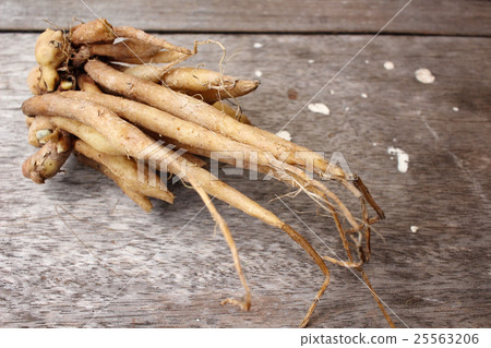 Fingerroot 25563206