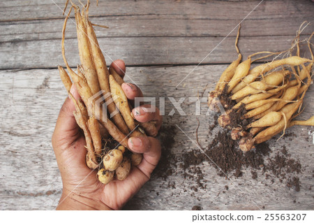 Fingerroot Fingerroot 25563207