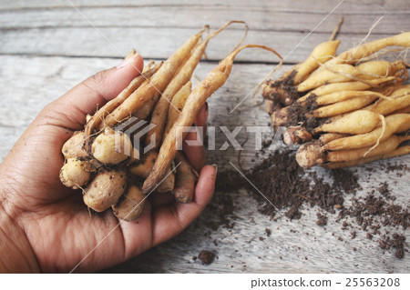 Fingerroot Fingerroot 25563208